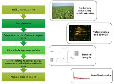 Untargeted Proteomics-Based Approach to Investigate Unintended Changes in Genetically Modified Maize for Environmental Risk Assessment Purpose